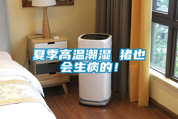 夏季高溫潮濕 豬也會生病的！