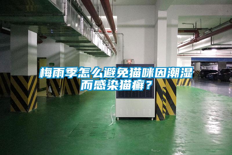 梅雨季怎么避免貓咪因潮濕而感染貓癬？