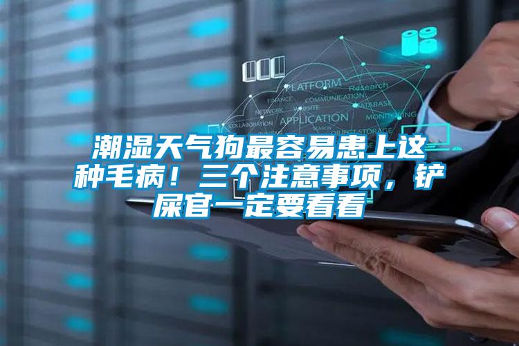 潮濕天氣狗最容易患上這種毛??！三個注意事項，鏟屎官一定要看看
