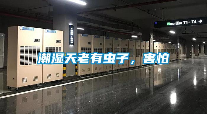 潮濕天老有蟲子，害怕