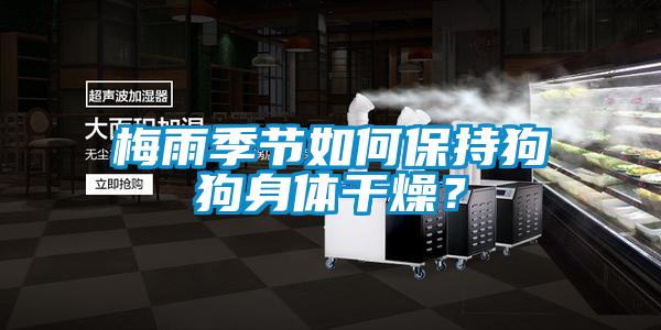 梅雨季節(jié)如何保持狗狗身體干燥？