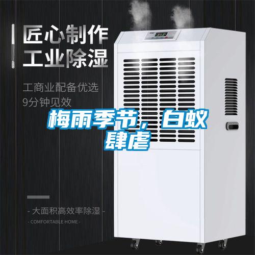 梅雨季節(jié)，白蟻肆虐