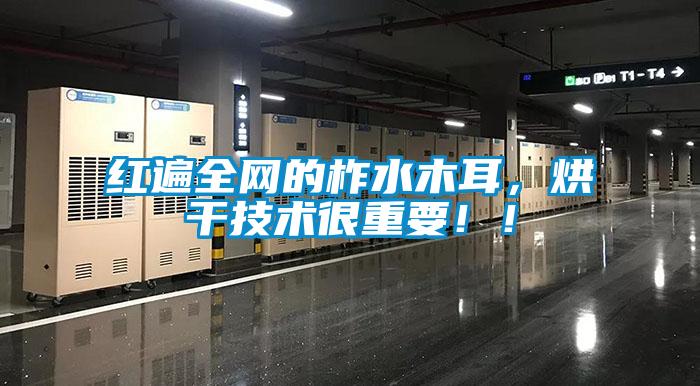 紅遍全網的柞水木耳，烘干技術很重要?。?/></p>
<p style=