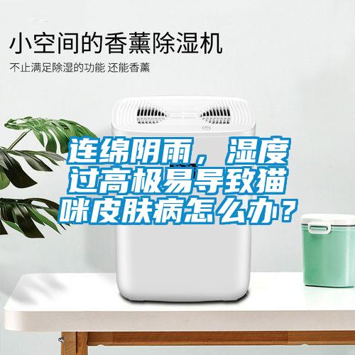 連綿陰雨，濕度過(guò)高極易導(dǎo)致貓咪皮膚病怎么辦？