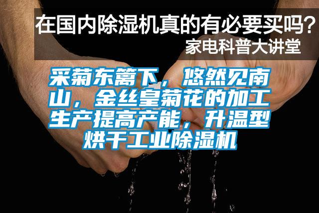 采菊東籬下，悠然見南山，金絲皇菊花的加工生產(chǎn)提高產(chǎn)能，升溫型烘干工業(yè)除濕機(jī)