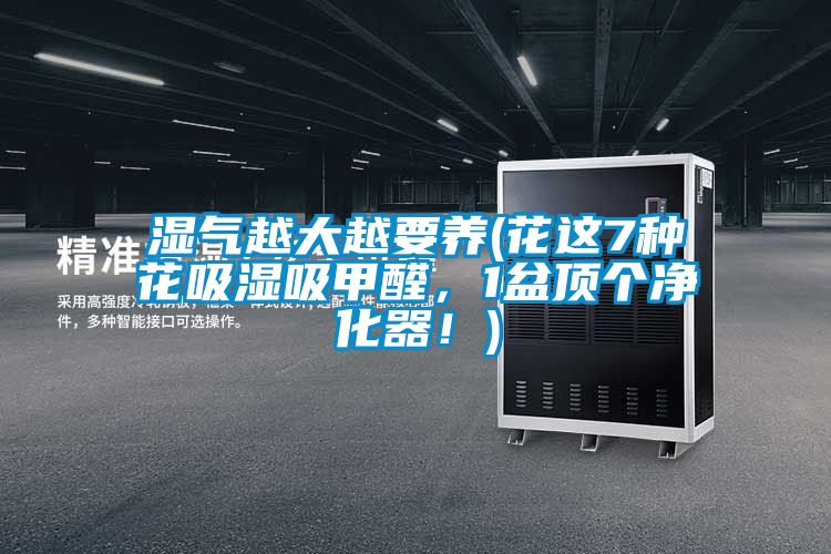濕氣越大越要養(yǎng)(花這7種花吸濕吸甲醛，1盆頂個凈化器！)