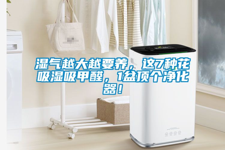 濕氣越大越要養(yǎng)，這7種花吸濕吸甲醛，1盆頂個(gè)凈化器！